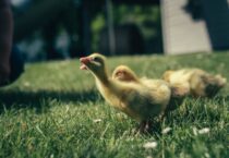 Saisonstart und Ostern bei uns