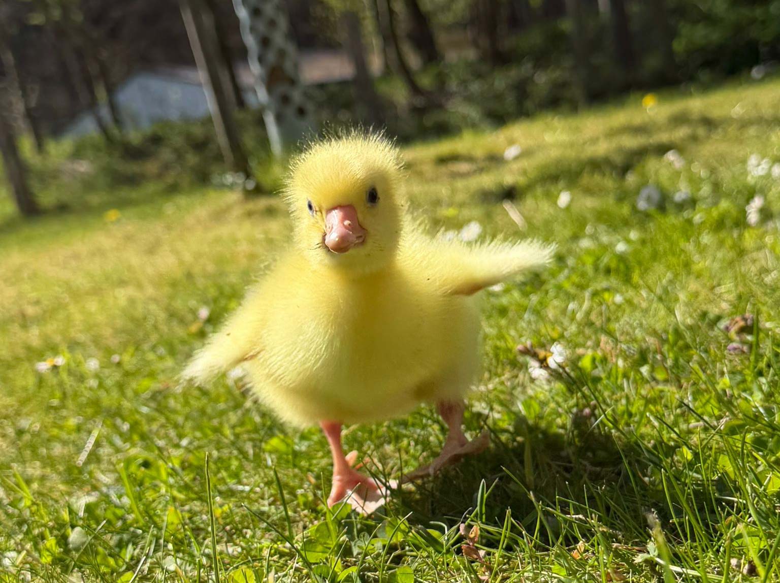 Küken schlüpfen …