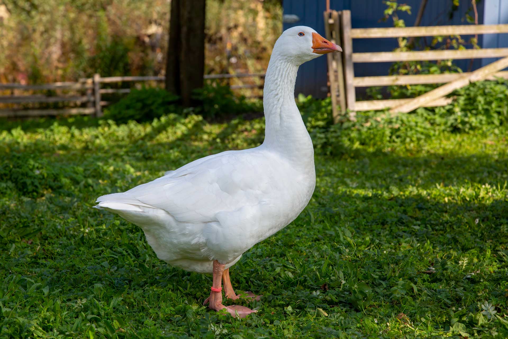 Kiek mol … bald ist Weihnachten …